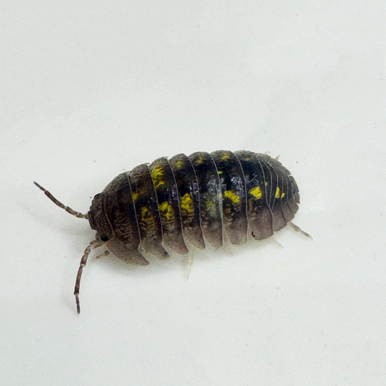 Armadillidium Granulatum