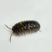 Thumbnail for Armadillidium Granulatum