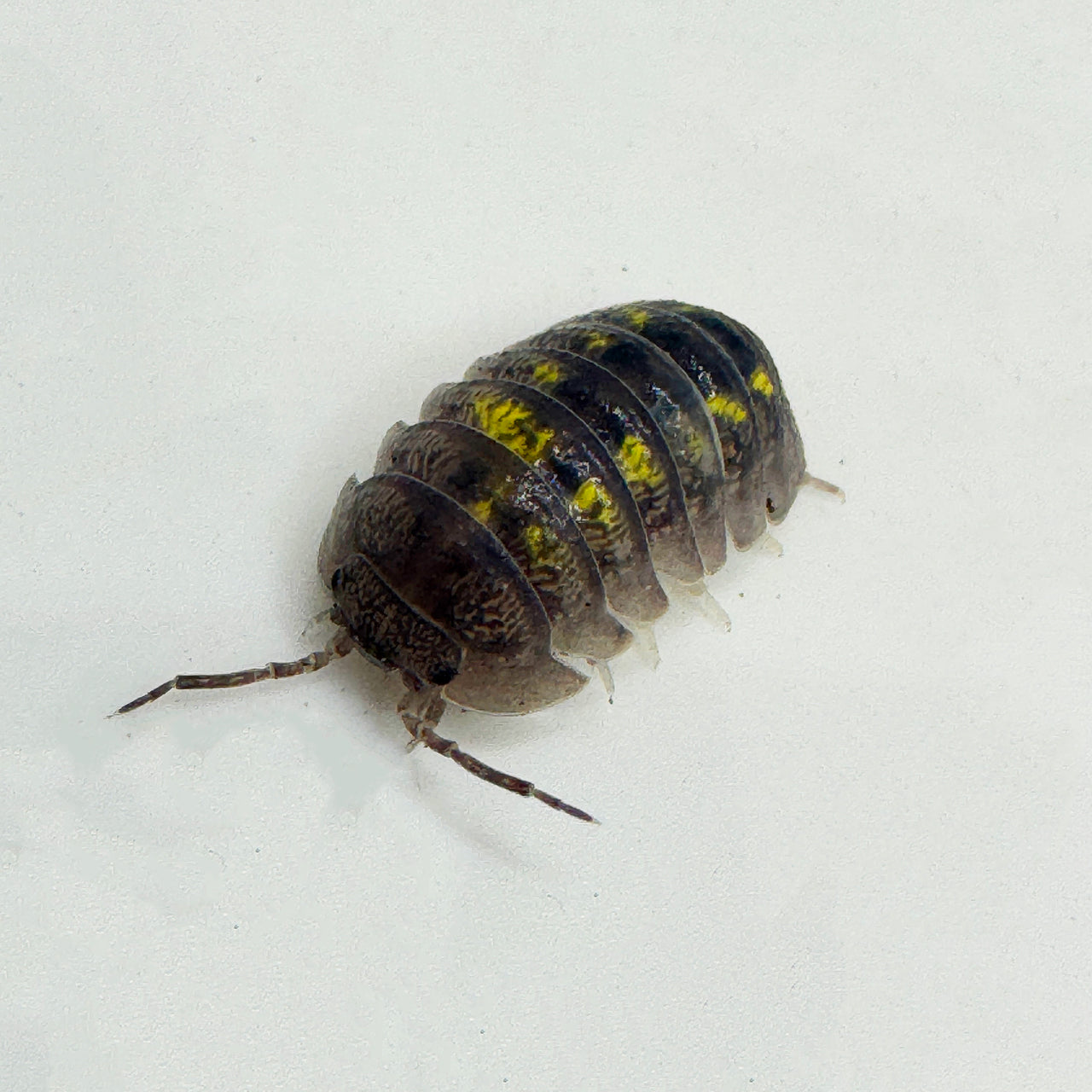 Armadillidium Granulatum