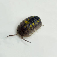 Thumbnail for Armadillidium Granulatum