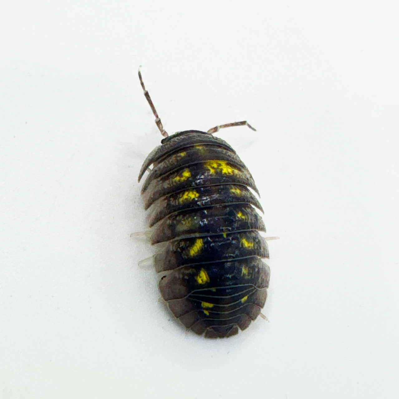 Armadillidium Granulatum