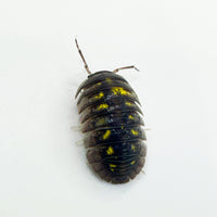 Thumbnail for Armadillidium Granulatum