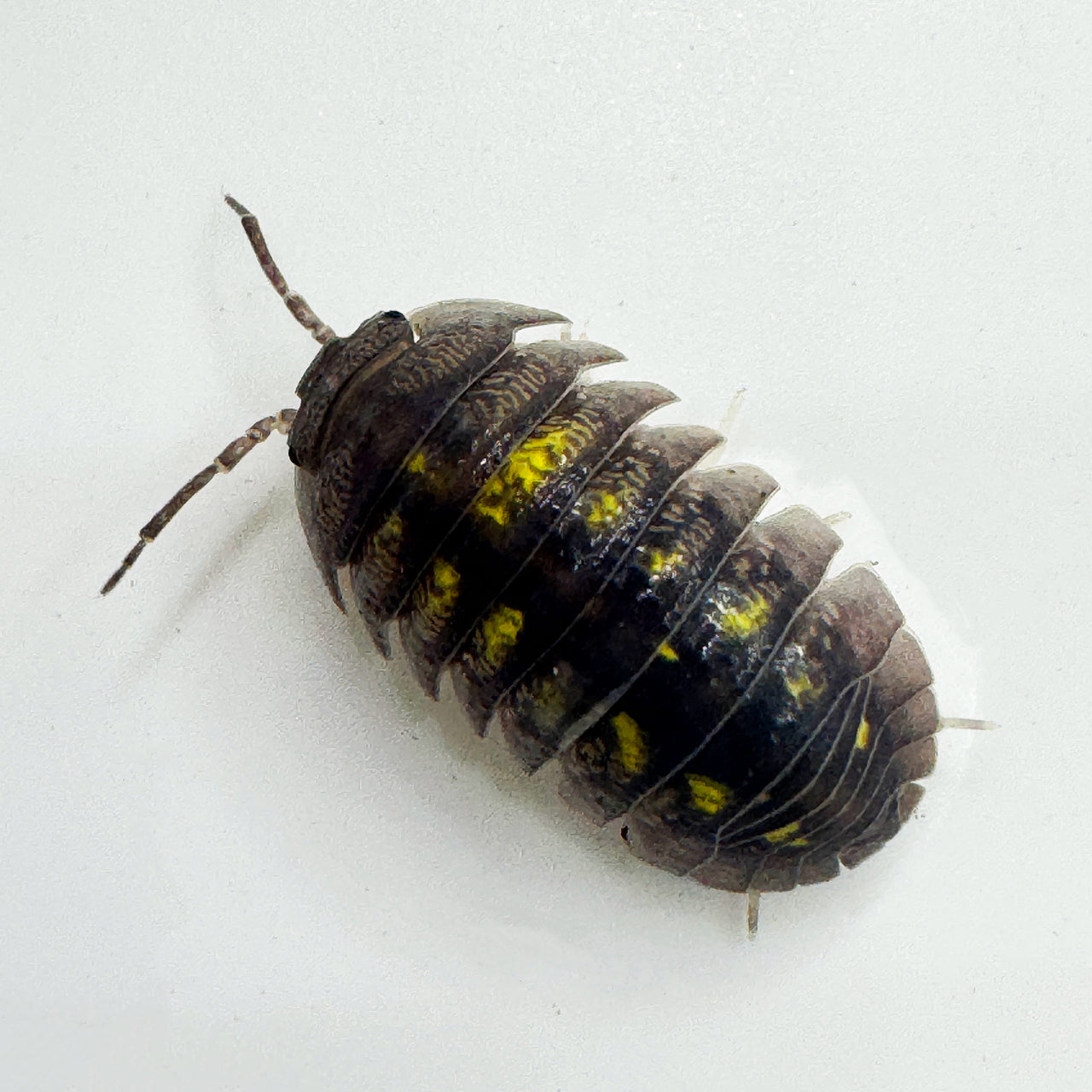 Armadillidium Granulatum