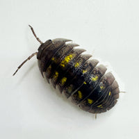 Thumbnail for Armadillidium Granulatum