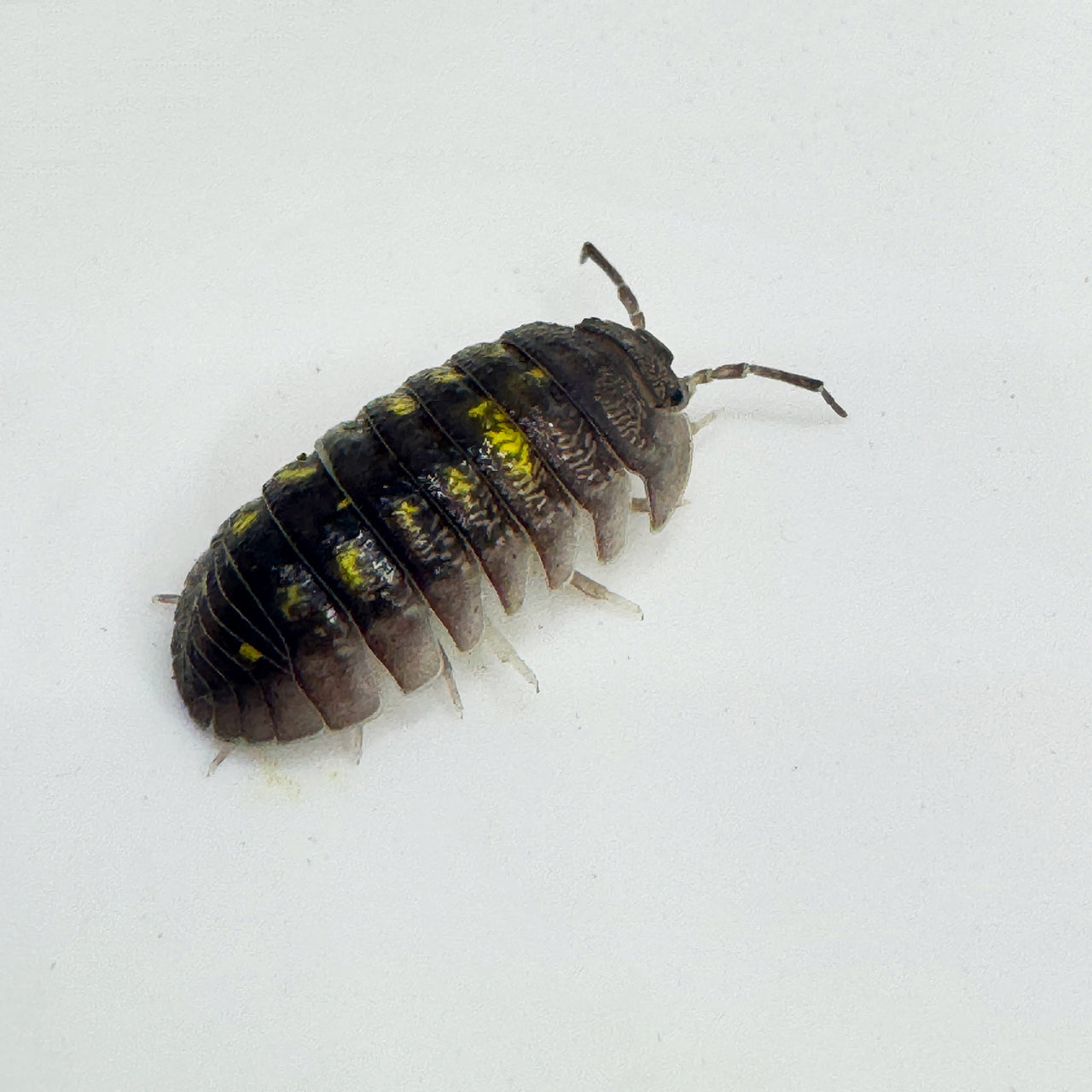 Armadillidium Granulatum