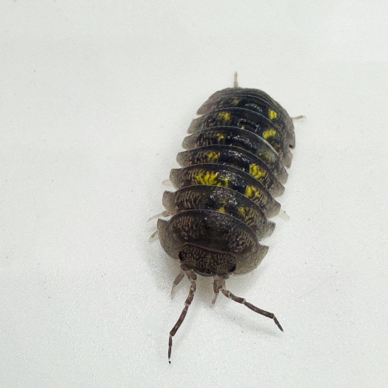 Armadillidium Granulatum