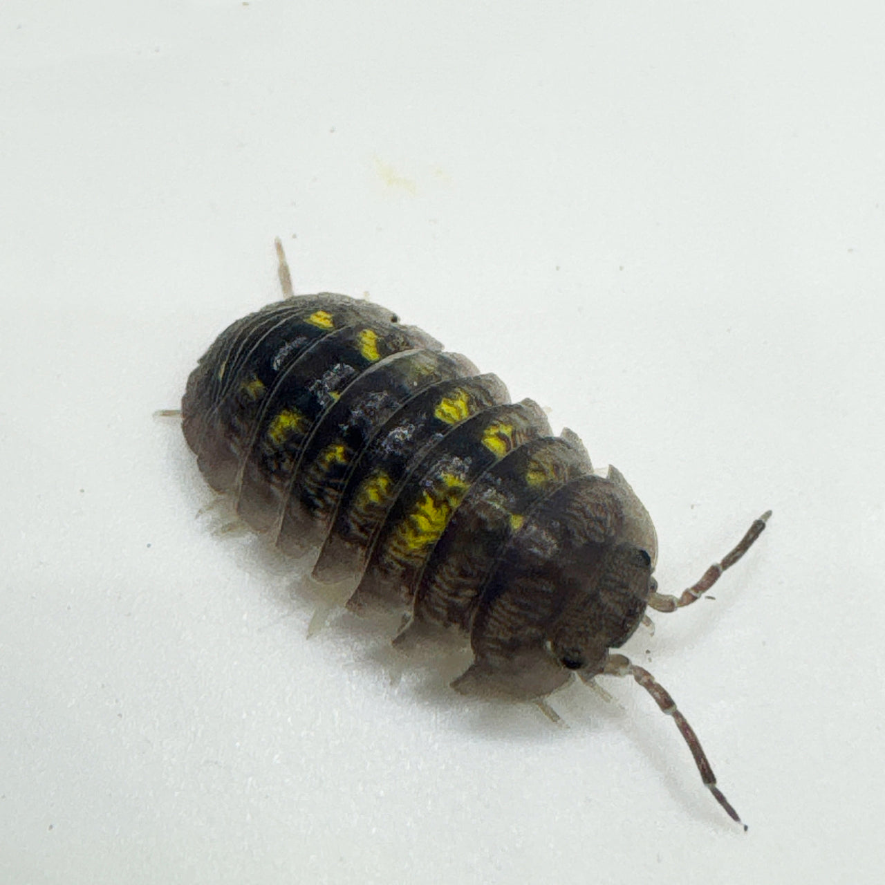 Armadillidium Granulatum