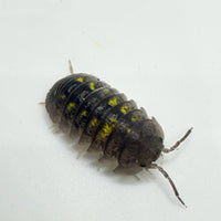 Thumbnail for Armadillidium Granulatum