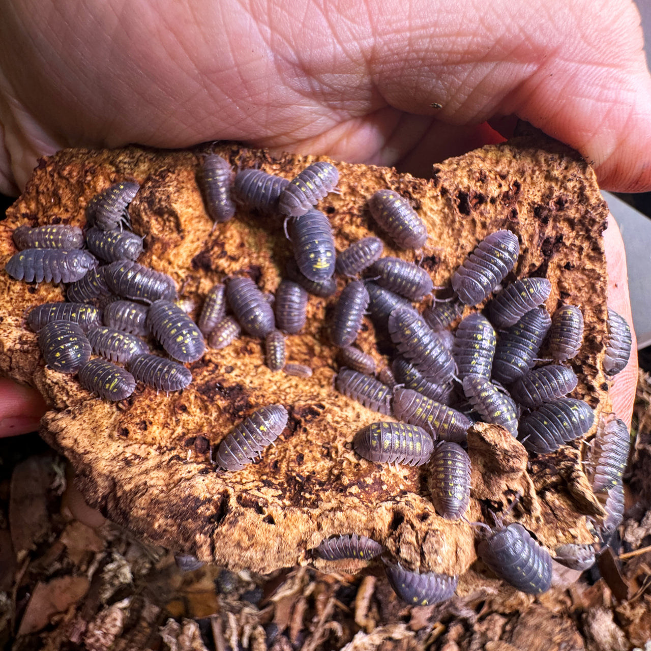 Armadillidium Granulatum