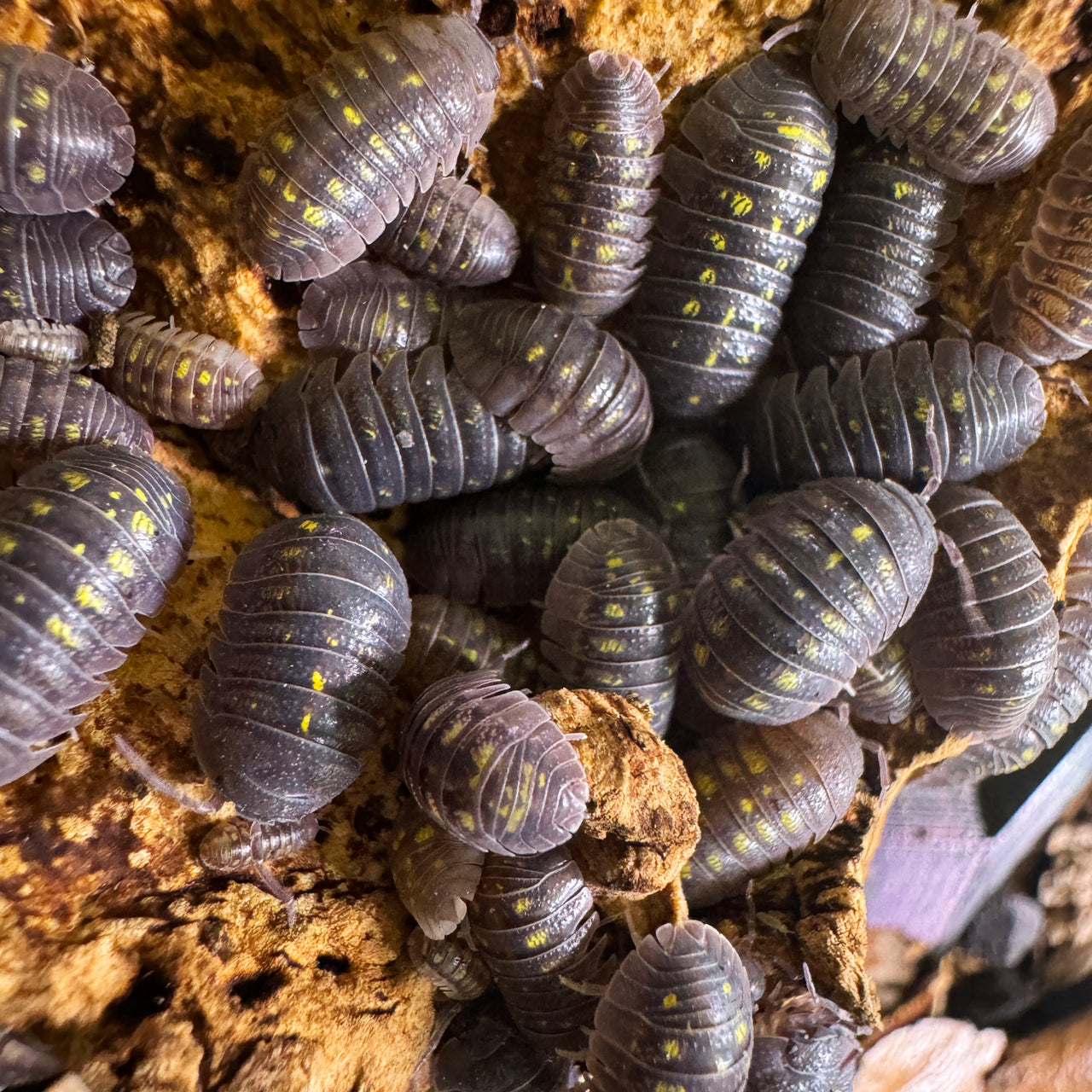 Armadillidium Granulatum