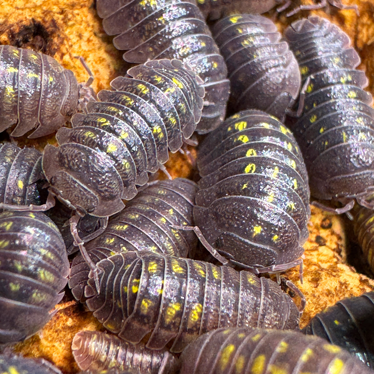 Armadillidium Granulatum