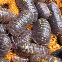 Thumbnail for Armadillidium Granulatum