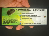 Thumbnail for Armadillidium Granulatum Isopod Bin Label