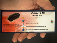 Thumbnail for Cubaris Sp. Happy Nun Isopod Bin Label