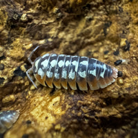 Thumbnail for Armadillidium Klugii 