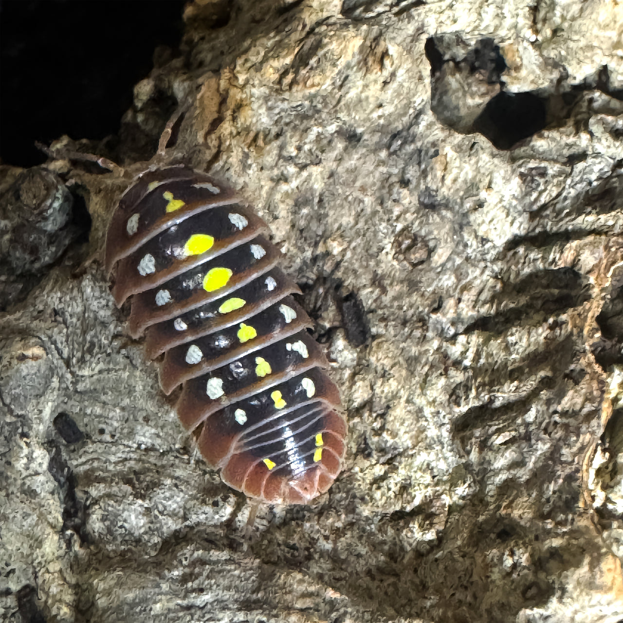 Armadillidium Klugii "Dubrovnik"
