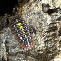 Thumbnail for Armadillidium Klugii 