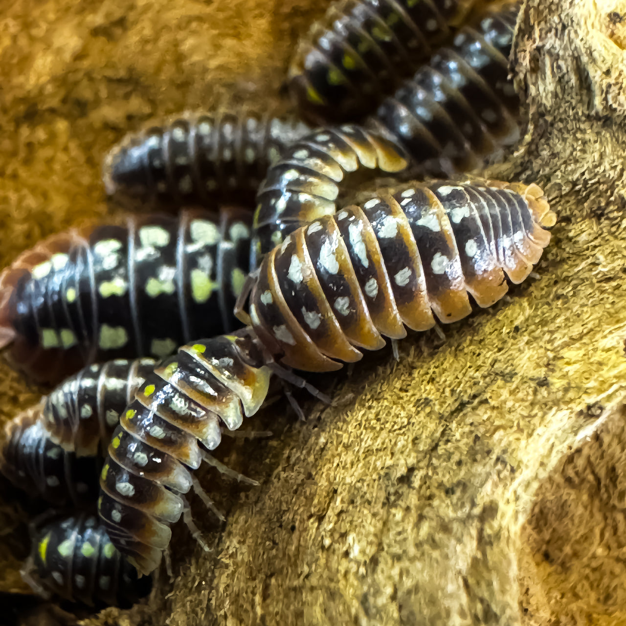 Armadillidium Klugii "Dubrovnik"