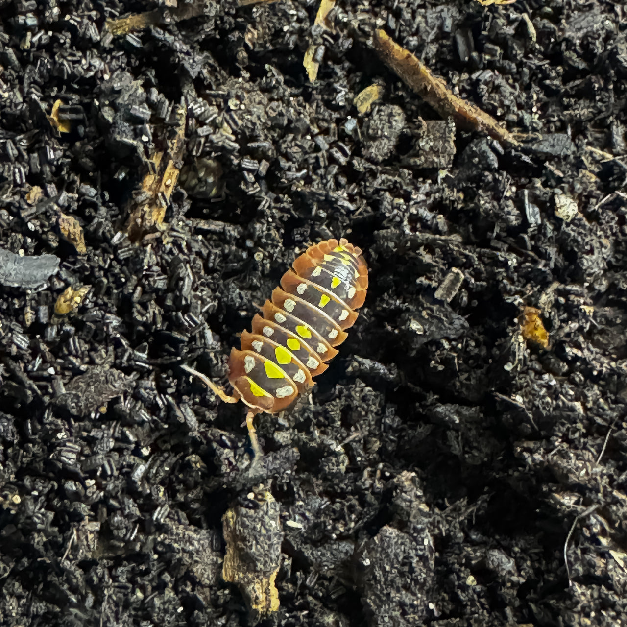 Armadillidium Klugii "Dubrovnik"