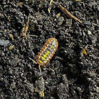 Thumbnail for Armadillidium Klugii 