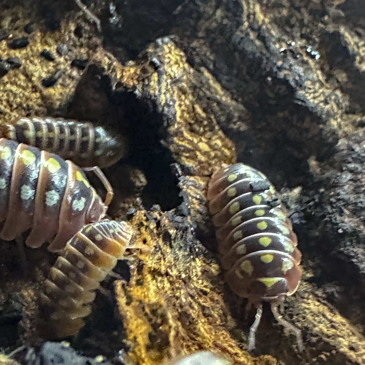 Armadillidium Klugii "Dubrovnik"