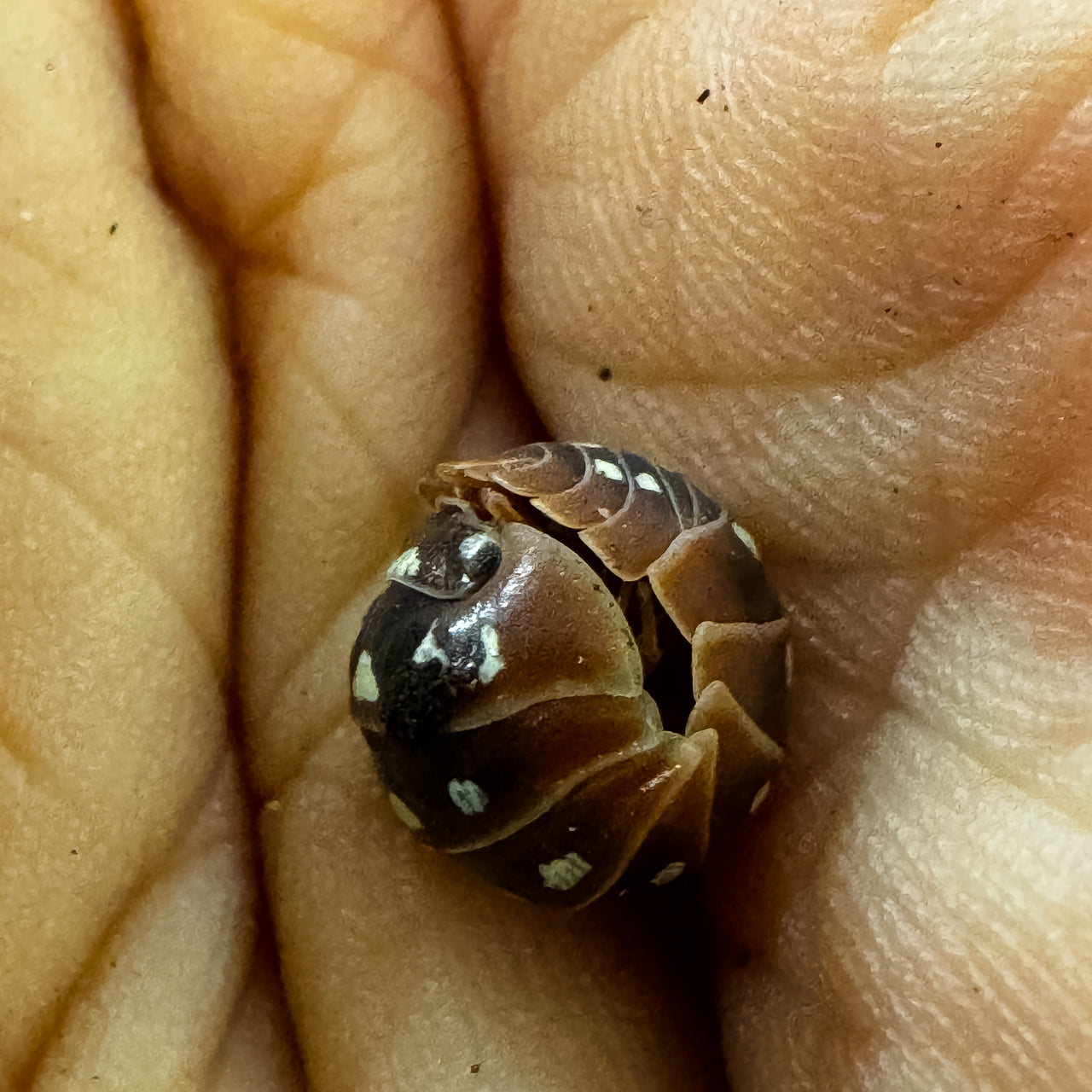 Armadillidium Klugii "Dubrovnik"