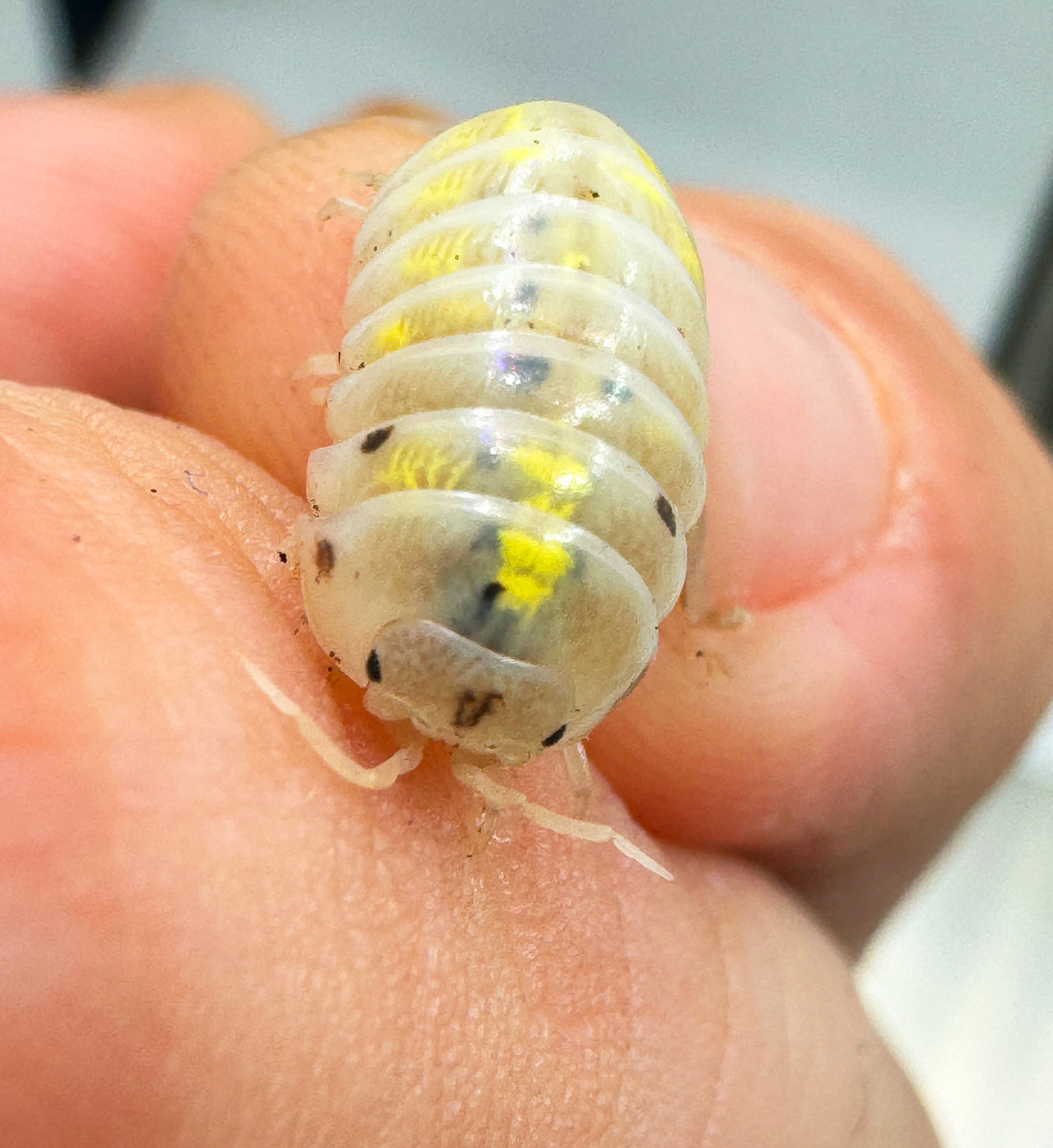 Armadillidium Vulgare "Japanese Magic Potion"