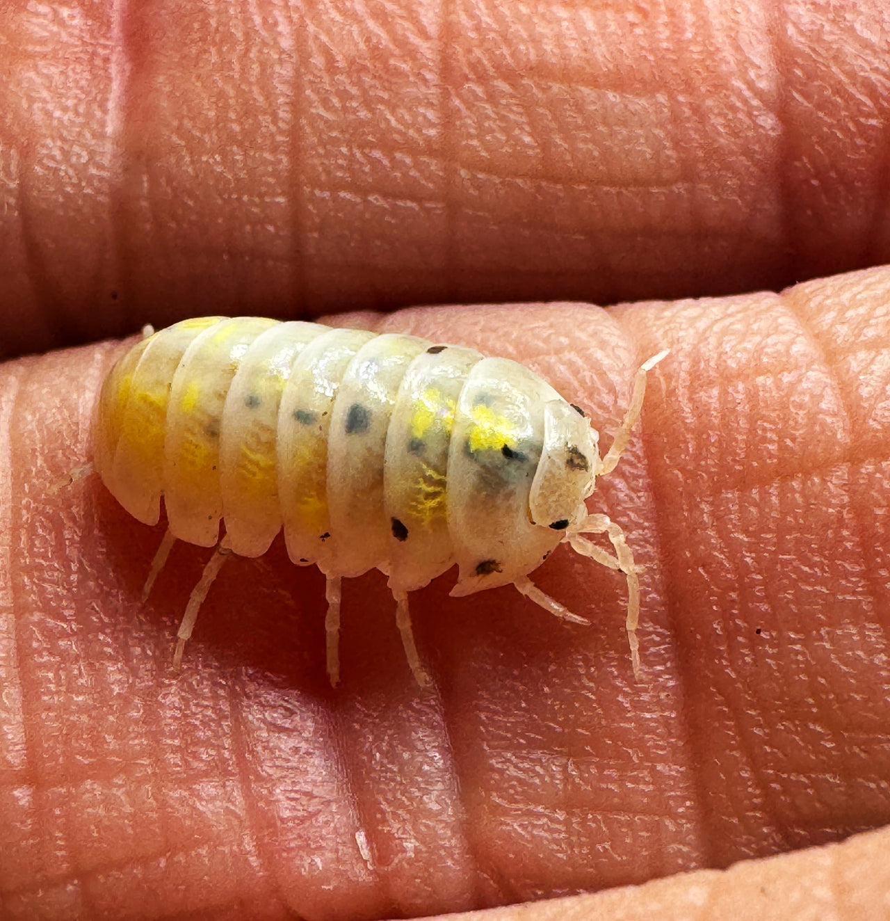 Armadillidium Vulgare "Japanese Magic Potion"