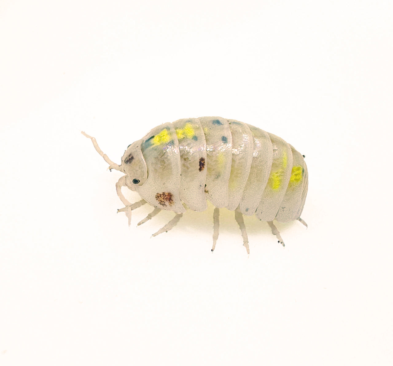 Armadillidium Vulgare "Japanese Magic Potion"