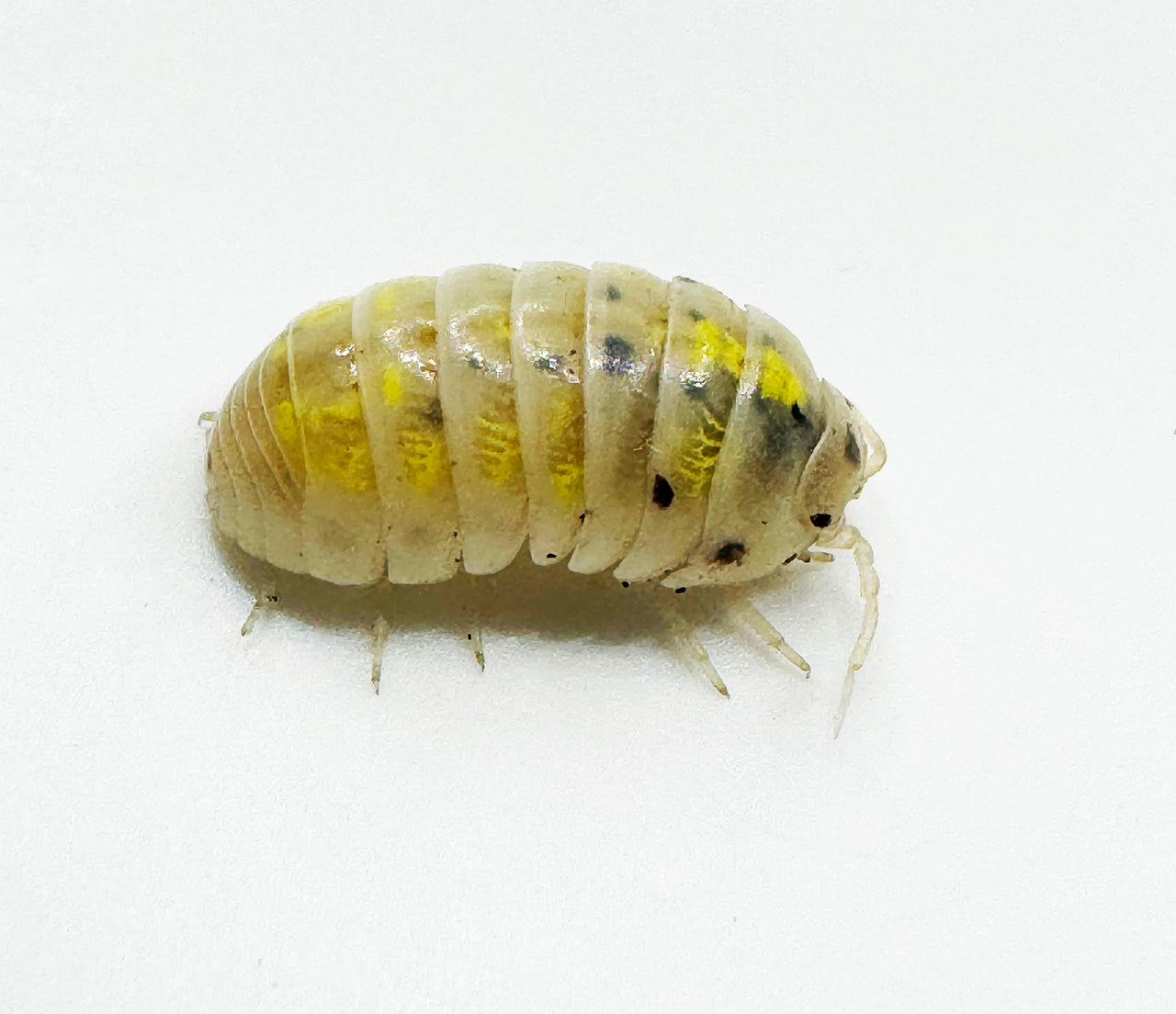 Armadillidium Vulgare "Japanese Magic Potion"