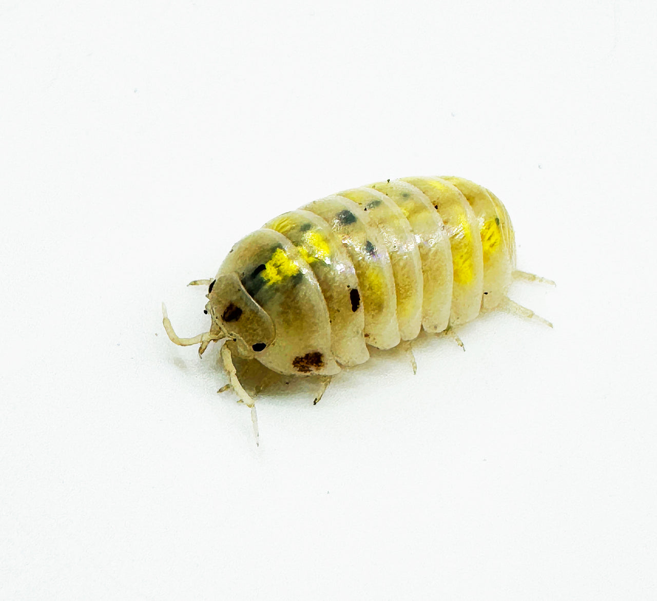 Armadillidium Vulgare "Japanese Magic Potion"