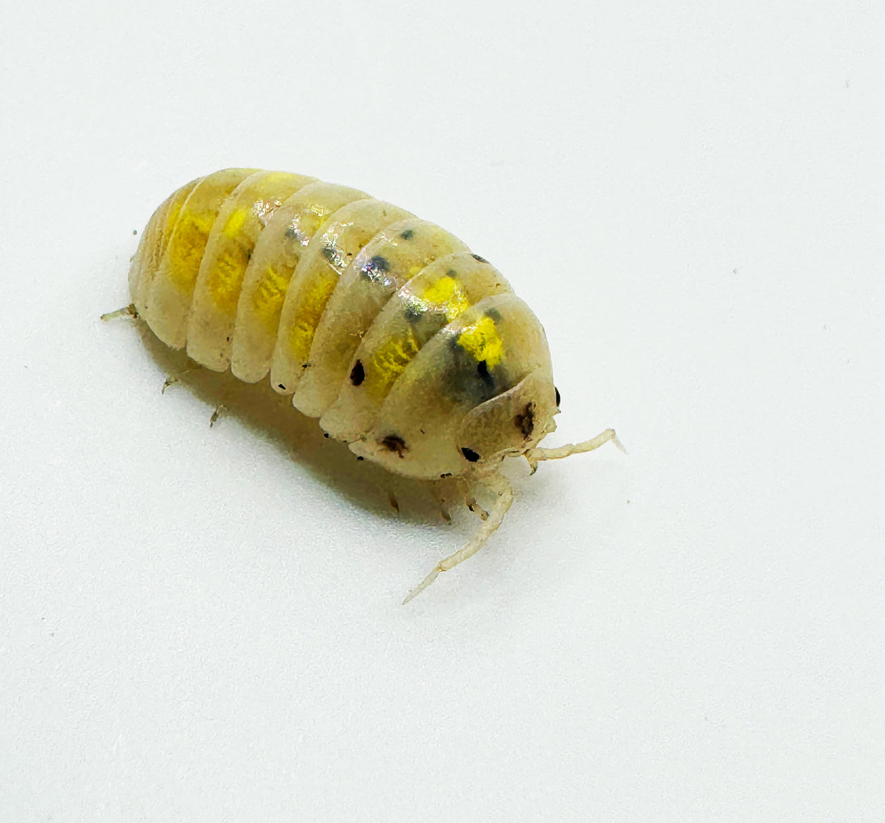 Armadillidium Vulgare "Japanese Magic Potion"