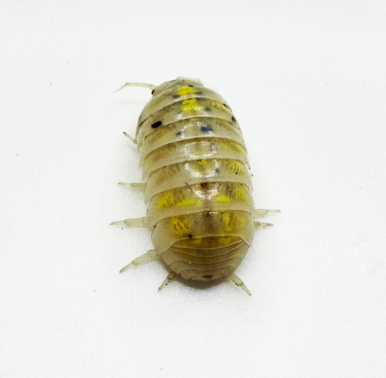 Armadillidium Vulgare "Japanese Magic Potion"