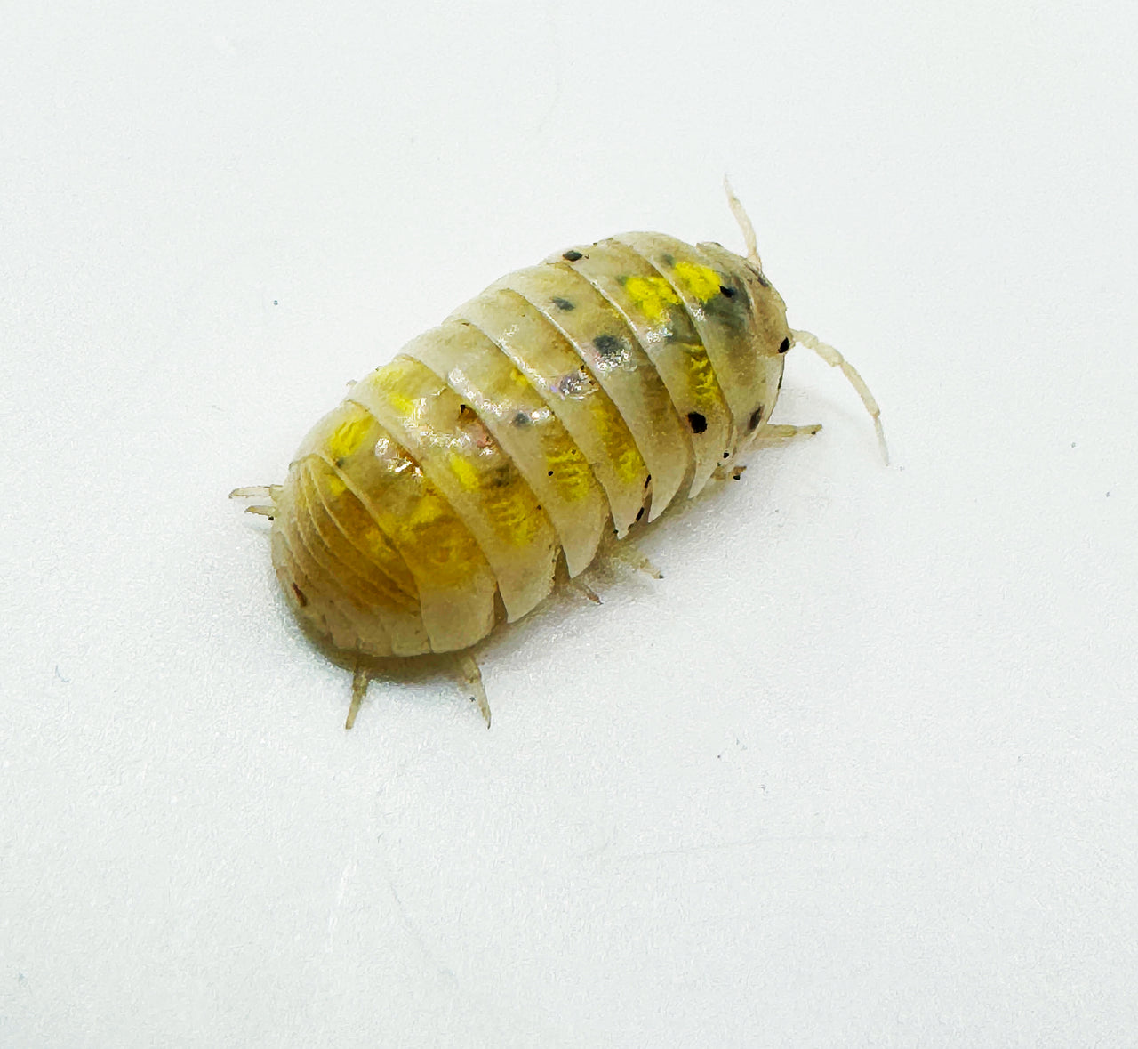 Armadillidium Vulgare "Japanese Magic Potion"