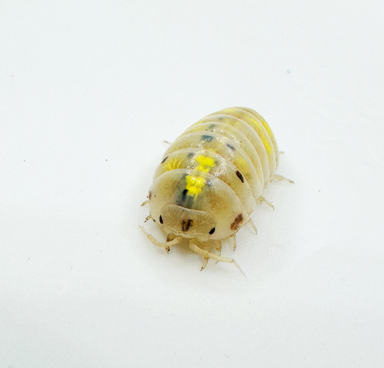 Armadillidium Vulgare "Japanese Magic Potion"