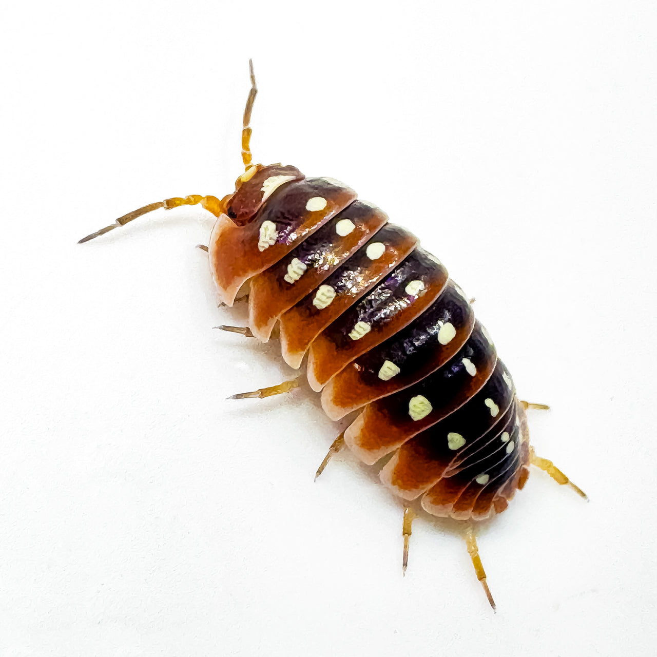 Armadillidium Klugii "Dubrovnik"