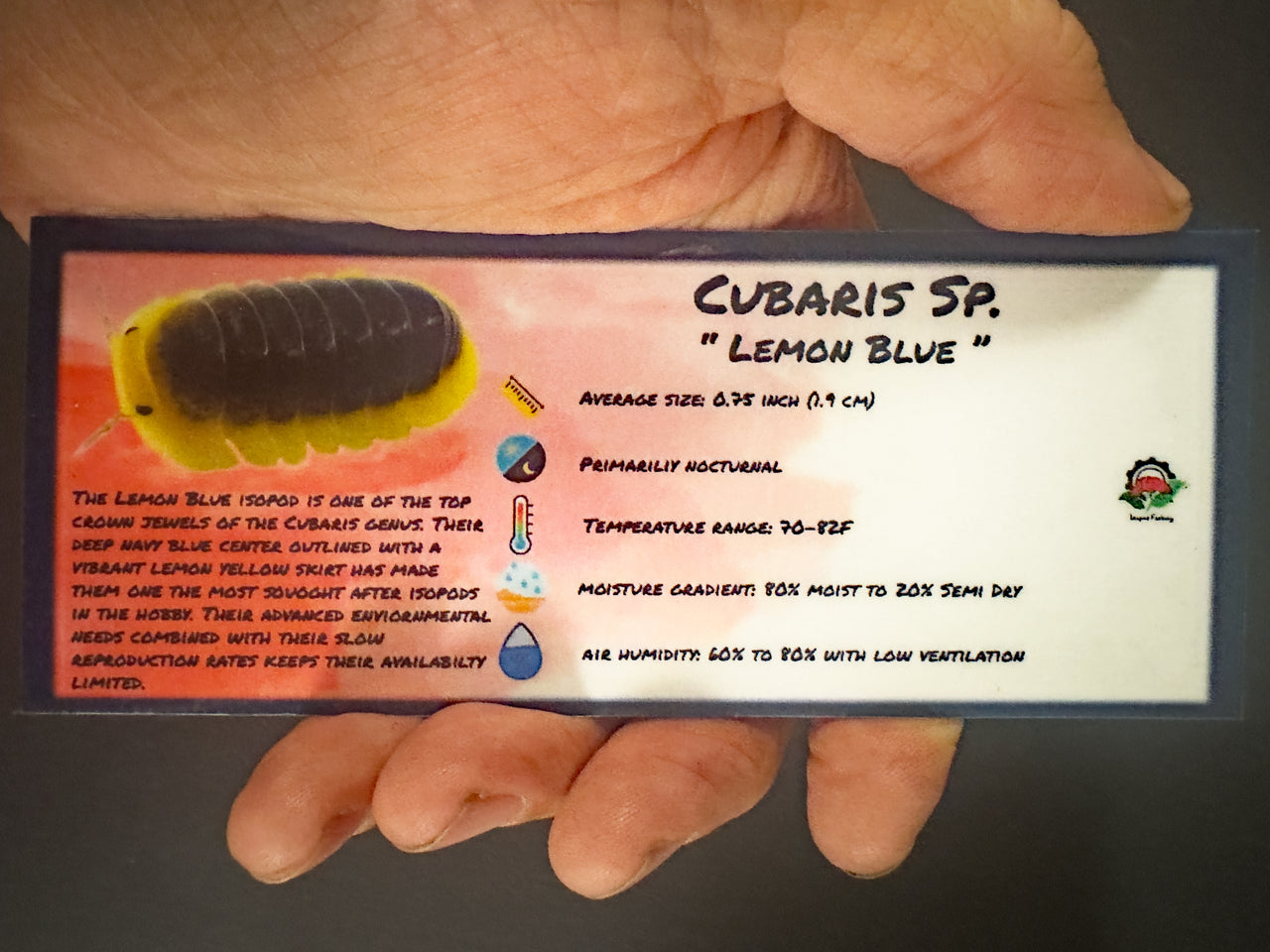 Cubaris Sp. Lemon Blue Isopod Bin Label