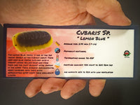 Thumbnail for Cubaris Sp. Lemon Blue Isopod Bin Label