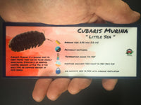 Thumbnail for Cubaris Murina Little Sea Isopod Bin Label