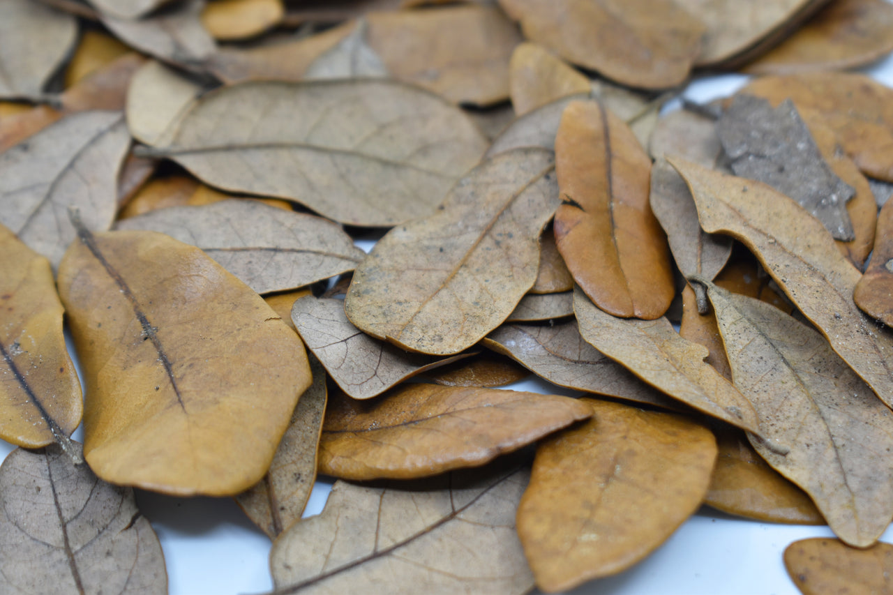 Live Oak Isopod Leaf Litter