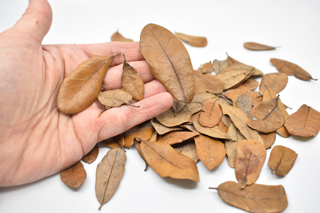 Live Oak Isopod Leaf Litter