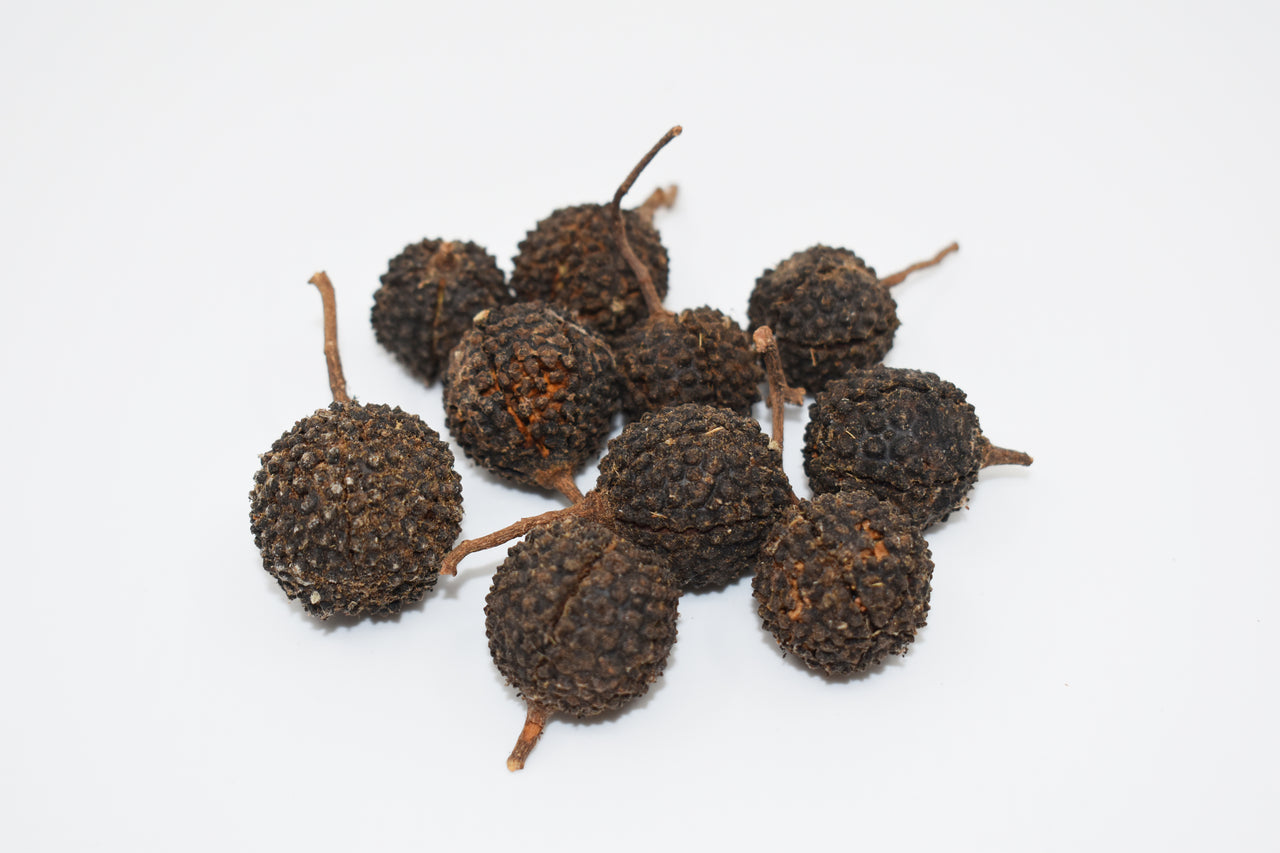 Mutamba Pods Natural Terrarium Vivarium Isopod Botanical Decor