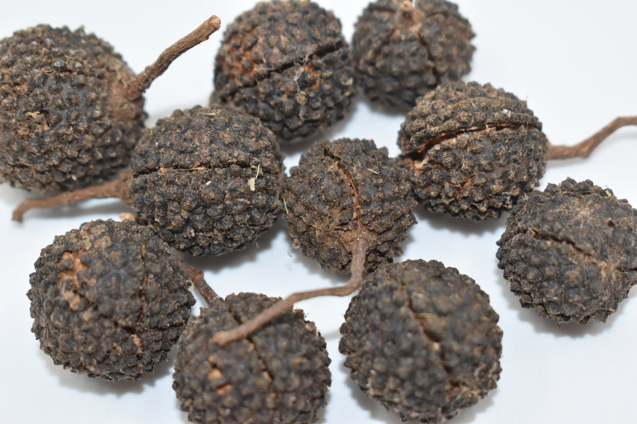 Mutamba Pods Natural Terrarium Vivarium Isopod Botanical Decor