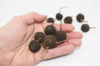 Thumbnail for Mutamba Pods Natural Terrarium Vivarium Isopod Botanical Decor