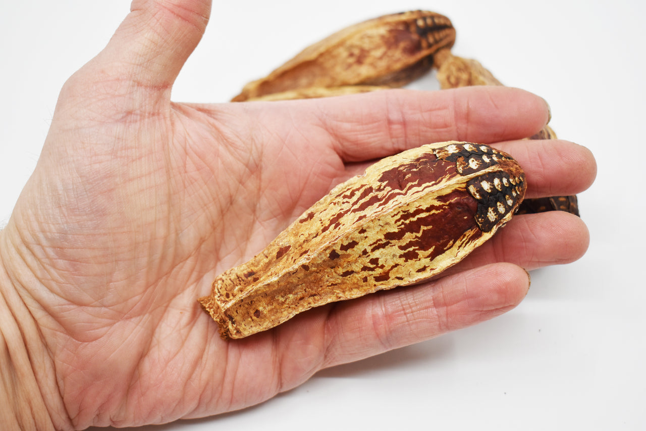 Mahogany Pod Natural Terrarium Vivarium Isopod Botanical Decor