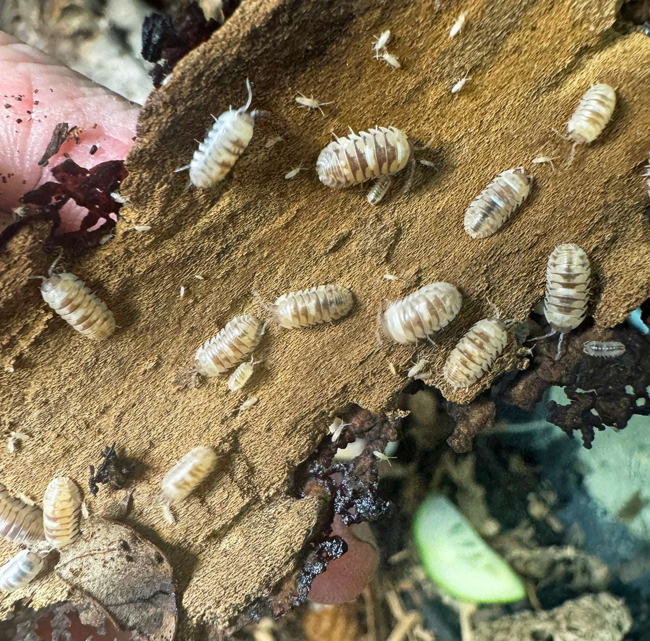 Armadillidium Espanyoli Marbleized