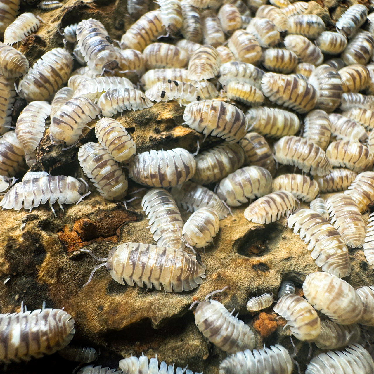 Armadillidium Espanyoli Marbleized