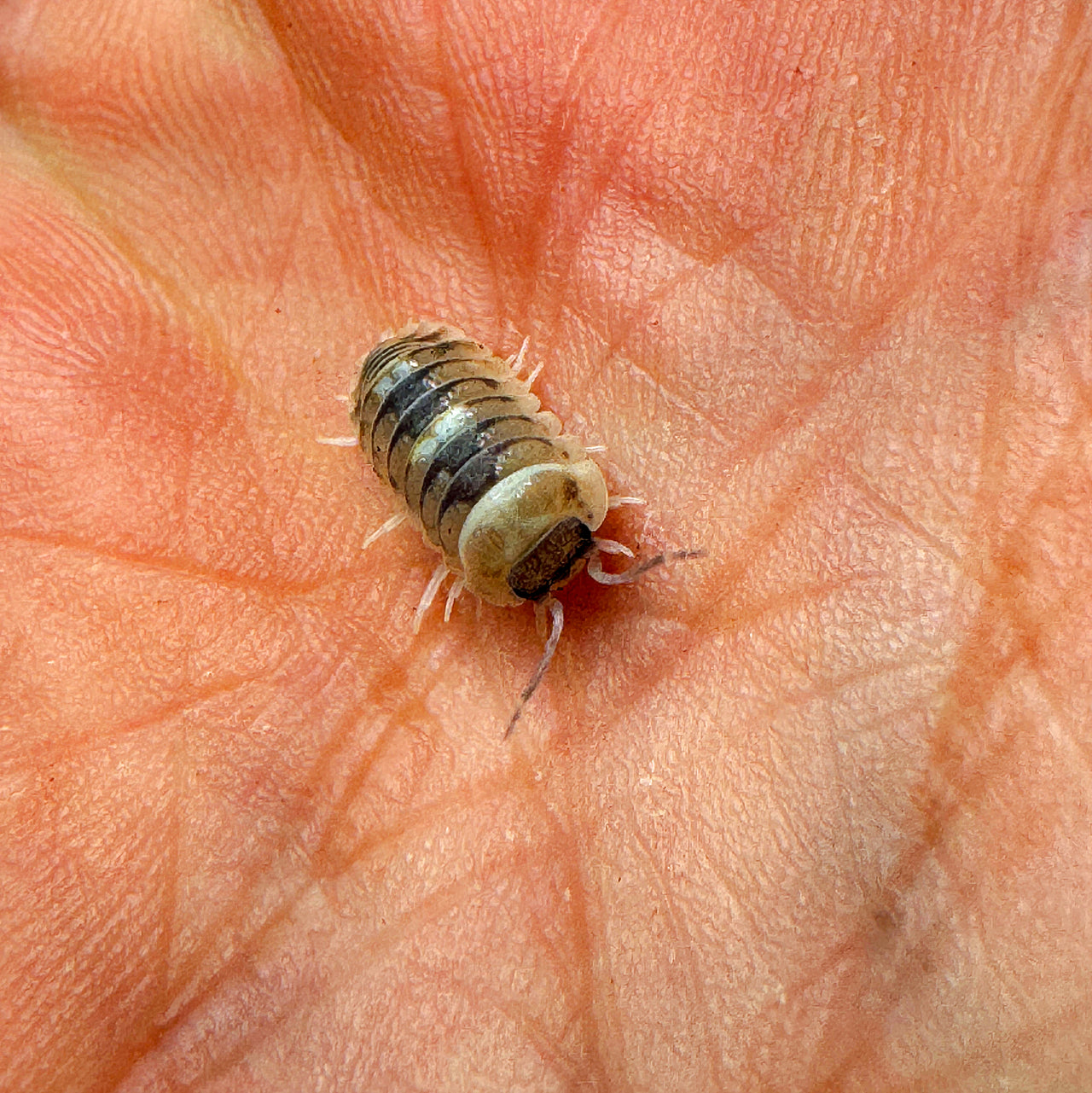 Armadillidium Espanyoli Marbleized