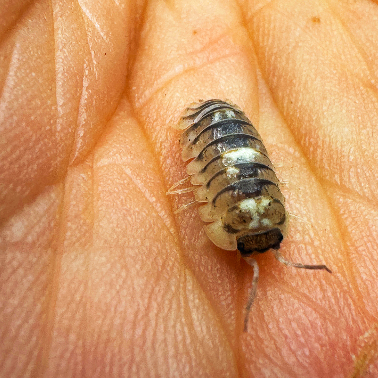 Armadillidium Espanyoli Marbleized