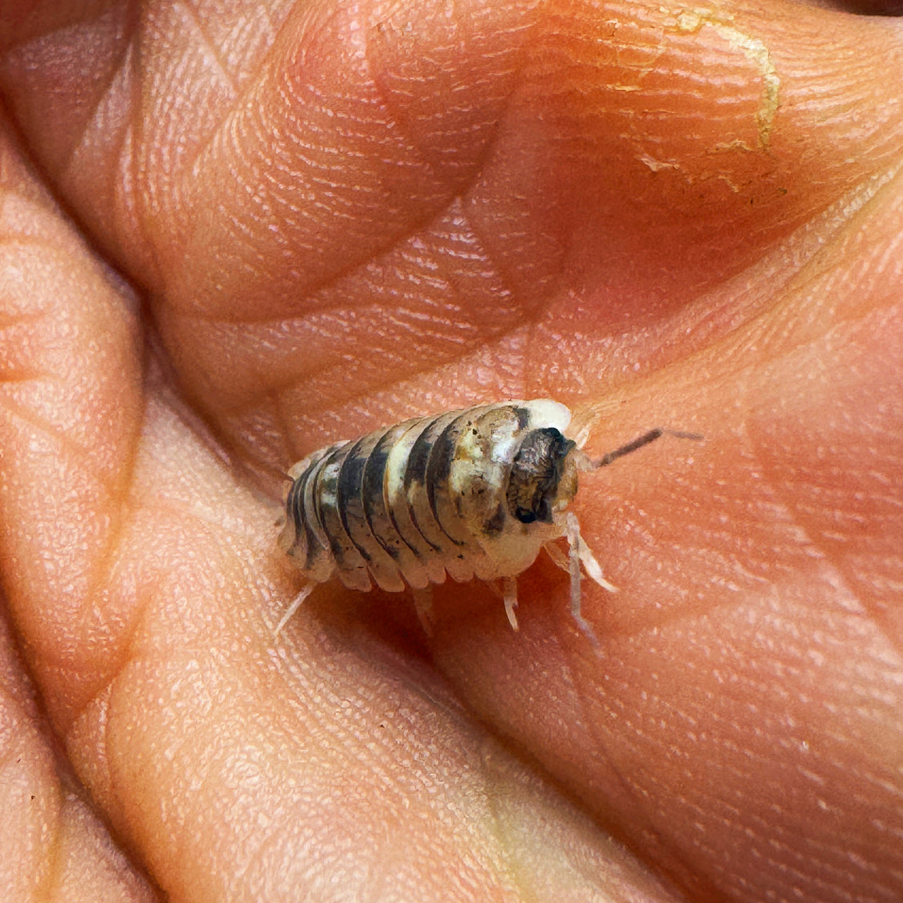 Armadillidium Espanyoli Marbleized